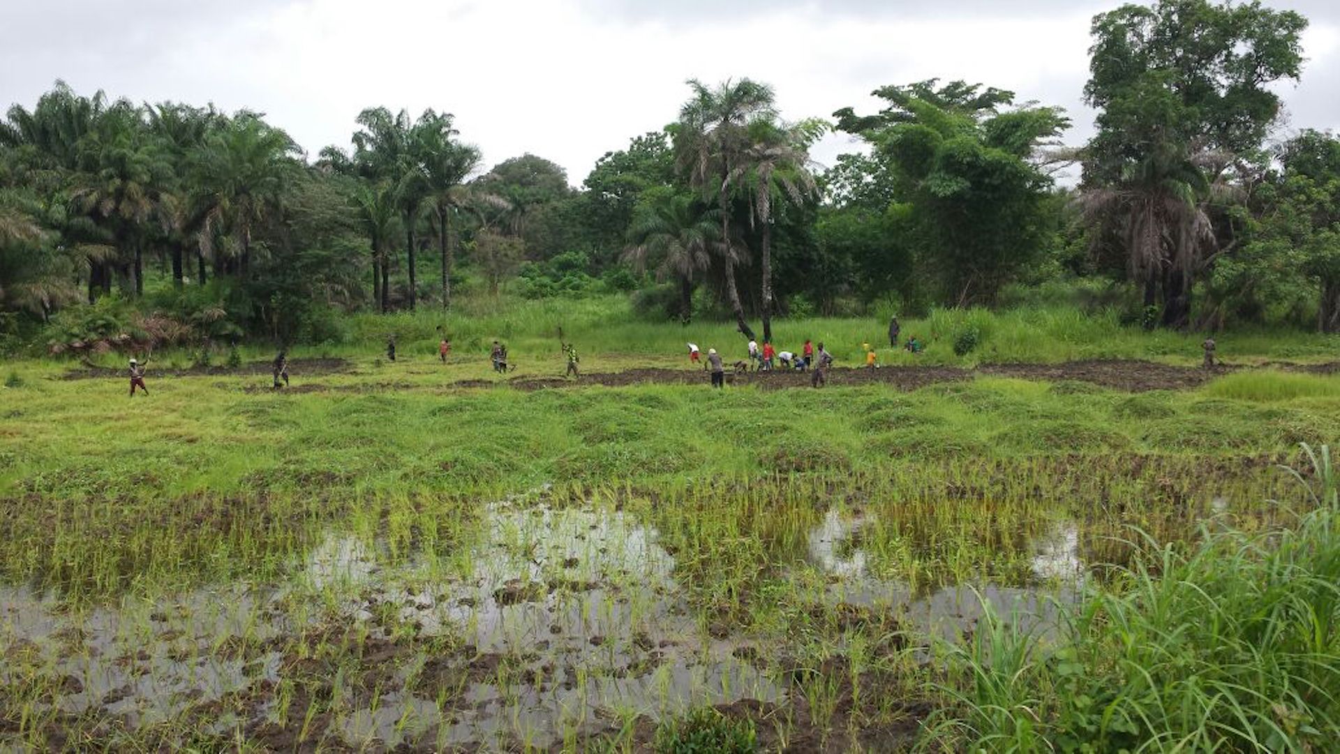 Agriculture Agriculture