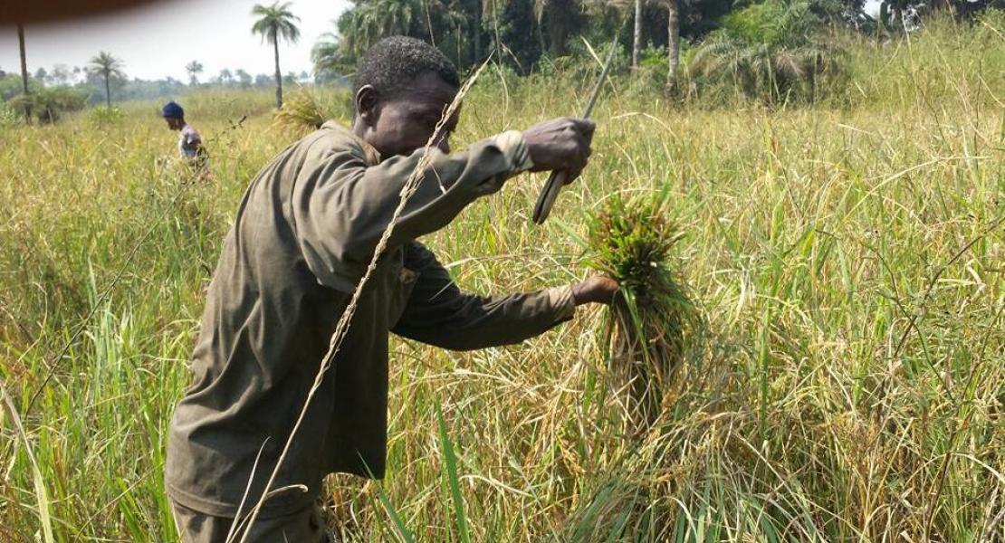 Agriculture Agriculture