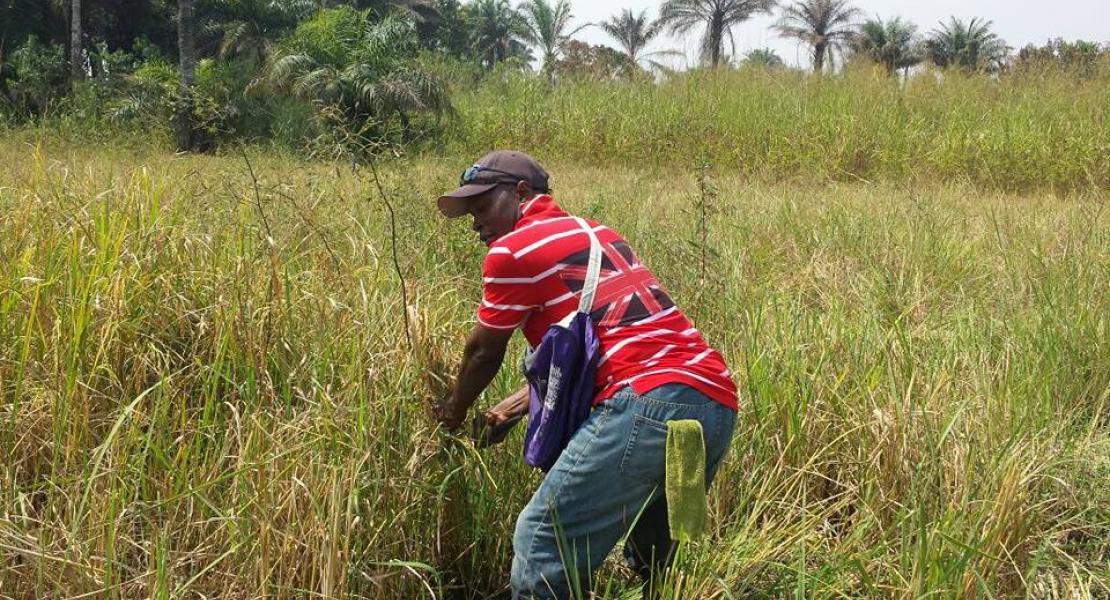 Agriculture | Sierra Leone Missions and Development