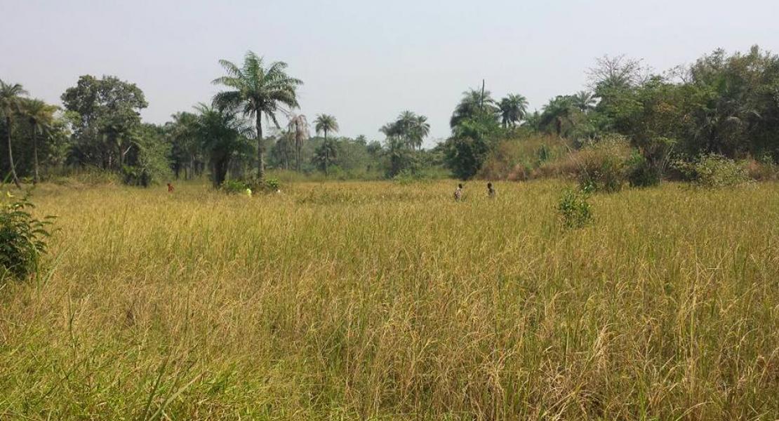 Agriculture Agriculture