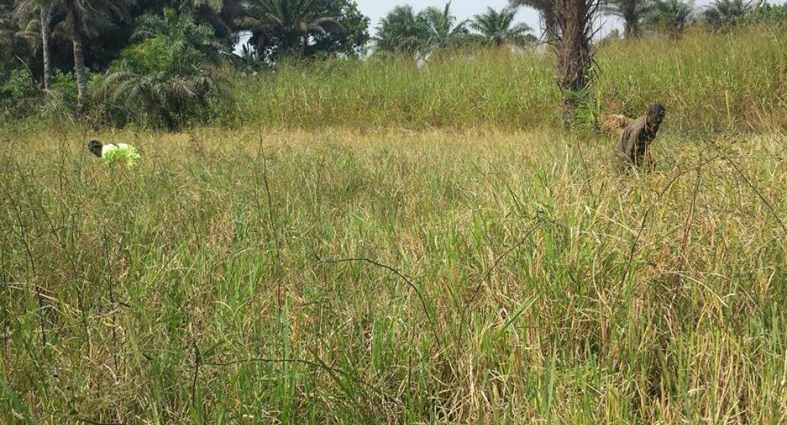 Agriculture Agriculture